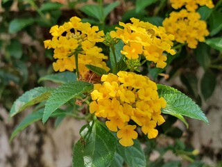yellow flowers in the garden