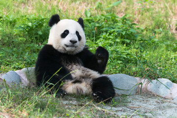 Fototapeta na wymiar Two years aged young giant Pandas (Ailuropoda melanoleuca), Chengdu, Sichuan, China