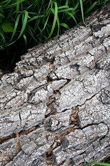 texture of the bark of a dead tree
