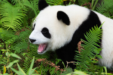 Two years aged young giant Pandas (Ailuropoda melanoleuca), Chengdu, Sichuan, China