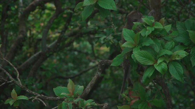 small funny monkey climbing and jumping on branch of tropical tree in mountains