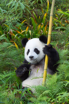 Two years aged young giant Pandas (Ailuropoda melanoleuca), Chengdu, Sichuan, China