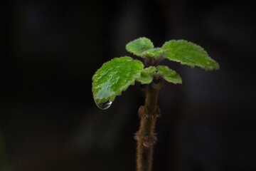 Detail of water drop falling from green leaf. Stalk and sprout on black background. Space for text