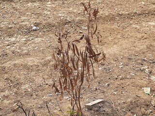 dead tree in the desert