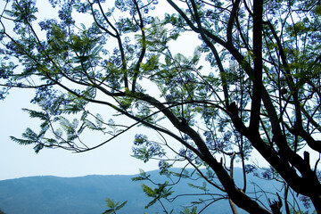 Image of beautiful nature at uttarakhand india
