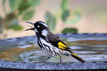 New Holland Honeyeater (Phylidonyris novaehollandiae) calling at birdbath, South Australia