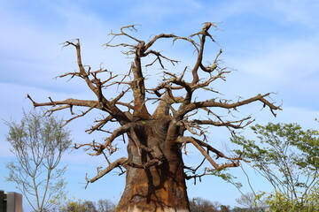 leerer Baum