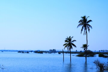 Obraz na płótnie Canvas Palm tree in the Lake, Coconut tree, Kutch, Gujarat, India