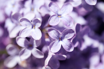 Fototapeta na wymiar Closeup view of beautiful blooming lilac shrub outdoors
