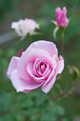 The name of this rose is 