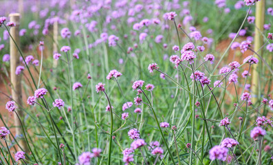 Obraz na płótnie Canvas Close up of purple Verbena flowers in the garden