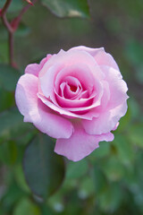 The name of this rose is 