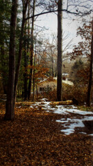Obraz premium path in the forest