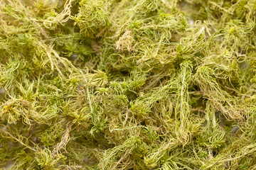 Dry moss sphagnum for planting orchids