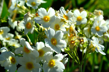 white flowers in summer sunshine macro photo