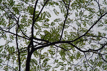 Mehrere Akazien Äste ergeben eine dunkle Zeichnung  auf dem hellen Himmel. Ihre grüne Blätter sehen wie Pinsel Striche  auf dem hellen Himmel aus.