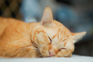 Cute orange cat was sleep
