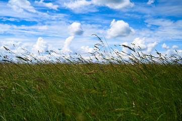 summer meadow with blue sky and clouds