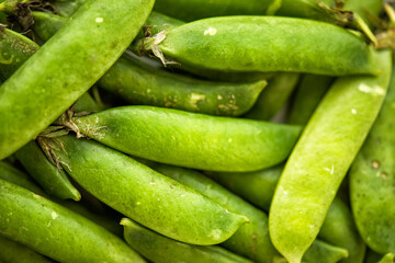 Selective focus on fresh bright green pea pods. Organic food. Antioxidant, natural, vitamin, organic, vegetarian food. Macro background.