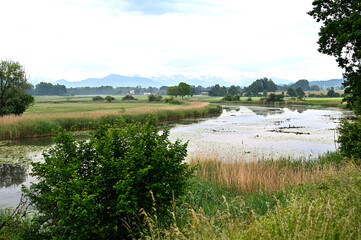 river landscape with meadows and fields and a view of the Alps