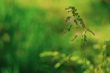 green grass in spring
