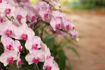 Close up of pink phalaenopsis orchid flowers is blooming in the garden.