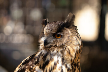 Close-up view of a brown owl with golden orange eyes.