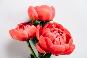 top view of pink peonies with green leaves on white background