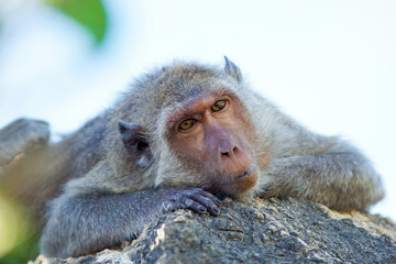 Grey macaque monkey so cute