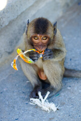 Macaque monkeys are found in Asia, Indochina. 
