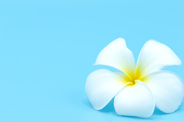 White frangipani flower isolated on light blue background, Selective focus.