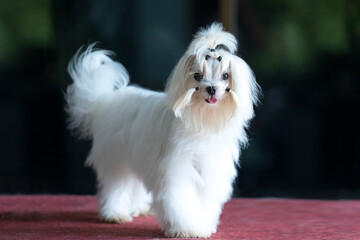 Pet Lover concept. Maltese dog long hair on the table. Dogs that are preparing for the breed standard competition.