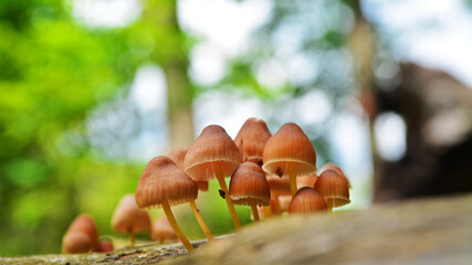 beautiful bonnet mushroom