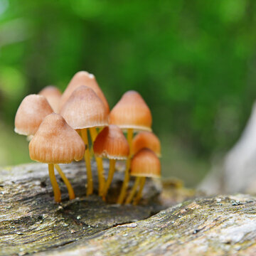 mycena renati mushroom