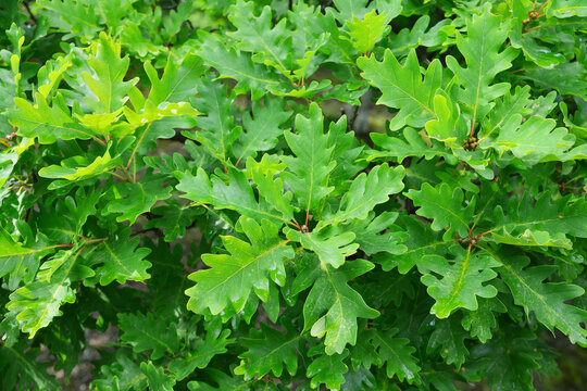 oak foliage