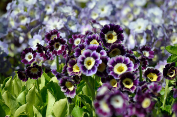 beautiful violet, yellow and purple primula x, pubescens flowers blooming in summer sunshine