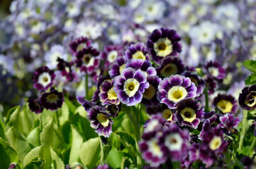beautiful violet, yellow and purple primula x, pubescens flowers blooming in summer sunshine