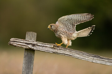 Female Kestrel perched on a fence post with wings outstretched.  