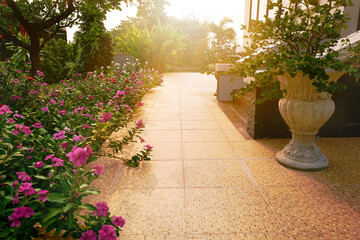 Flowers in a garden and warm sunlight in morning.