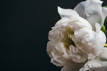 close up view of white peony isolated on black