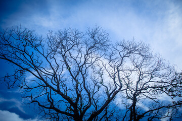Tree without leaves over white  isolated