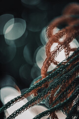 Shallow focus of Himalayan Tree Leaves background taken at a hilly forest area in Uttarakhand, India.