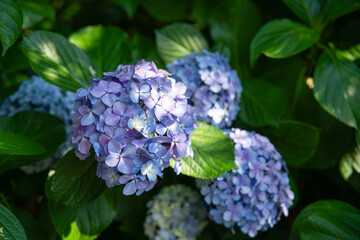 紫陽花