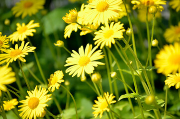 beautiful yellow doronicum orientale flowers in summer sunshine