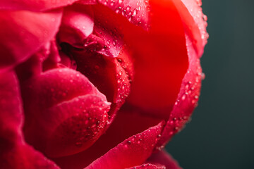 close up view of pink peony with water drops isolated on black