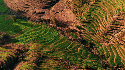 Aerial/Drone View of Terraced Fields of green wheat plantation in a rural and hilly landscape in Uttarakhand, India.