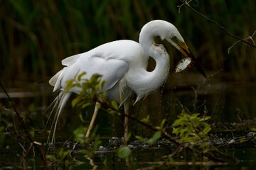 great white heron with fish