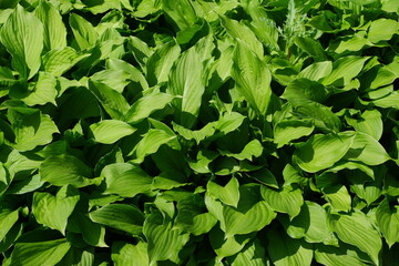 Plants. Flowers. Nature. Suitable for background.