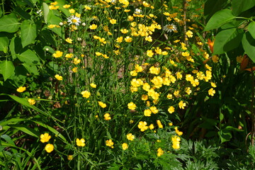 Yellow flowers. Suitable for the background. Nature