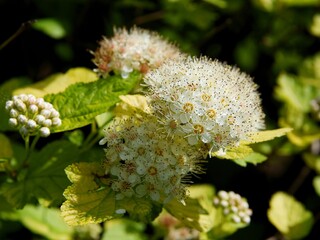 Physocarpus opulifolius bush with flowers at spring
